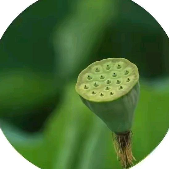 安子《橱窗有好物》