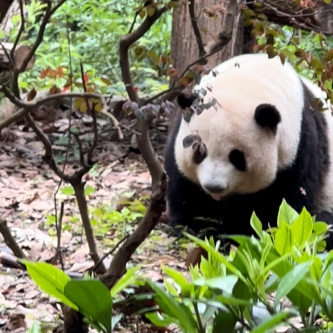 越南小美在重庆