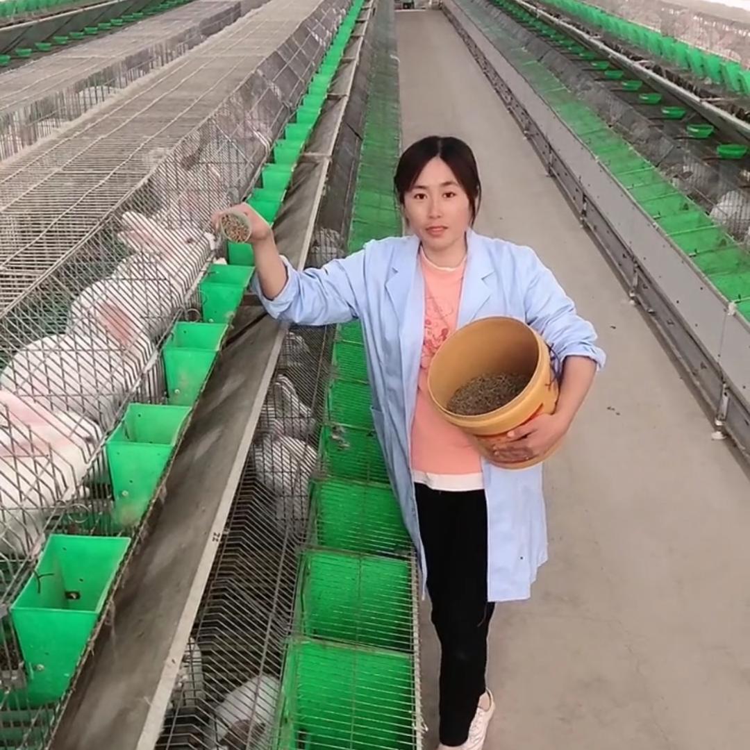 农业肉兔养殖