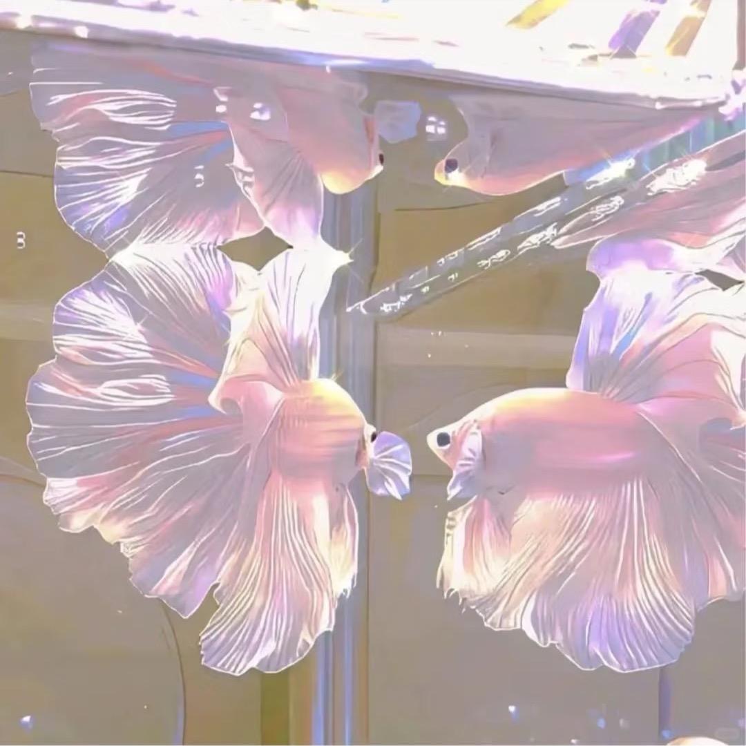 我真的是鸳鸯的