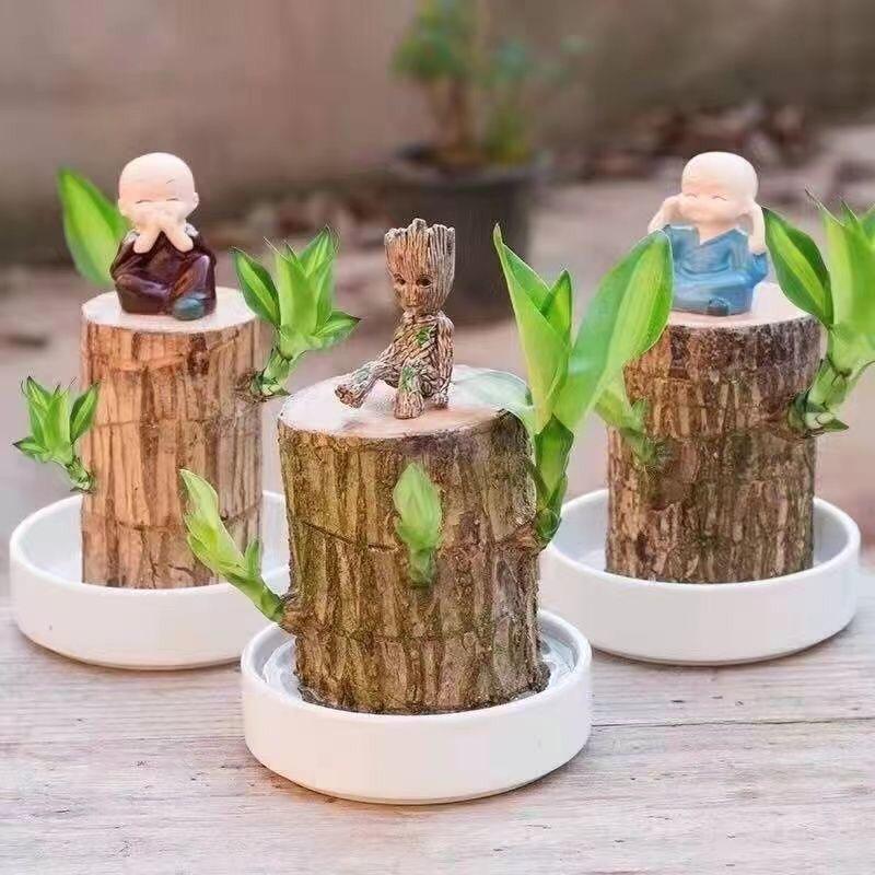 宇萱园艺花卉