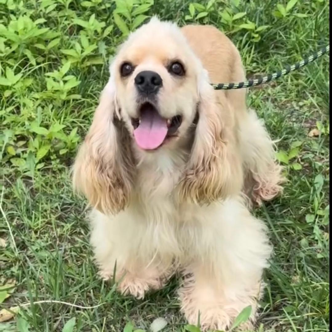 可可家的毛孩子