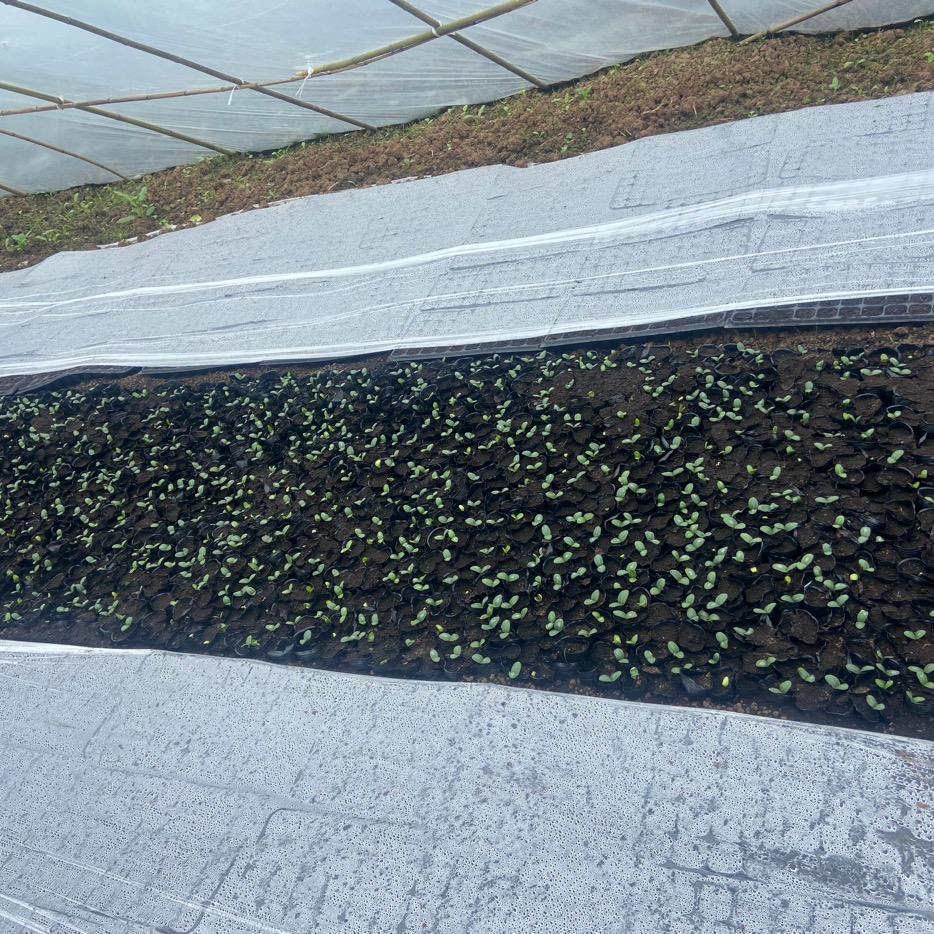 黄先生的田园（求关注，感谢）