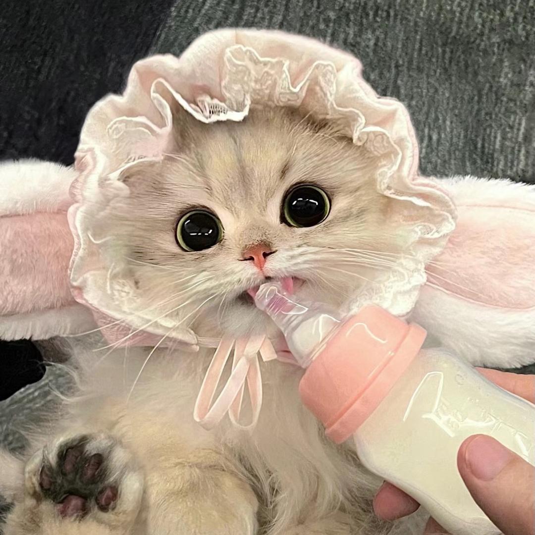 凯特妙妙屋宠物馆官方号