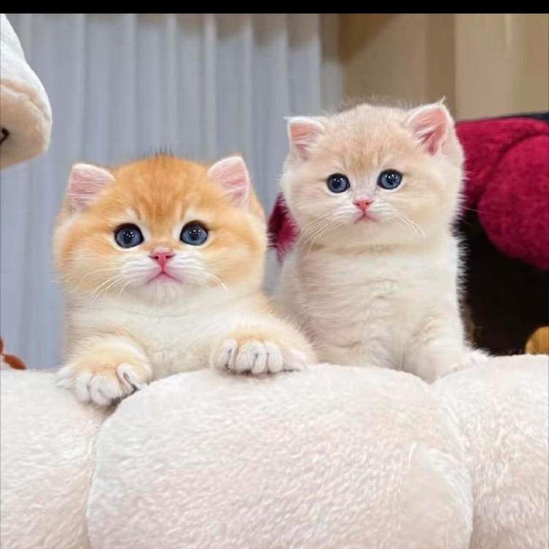 汪喵宠业-炸炸(福利版)