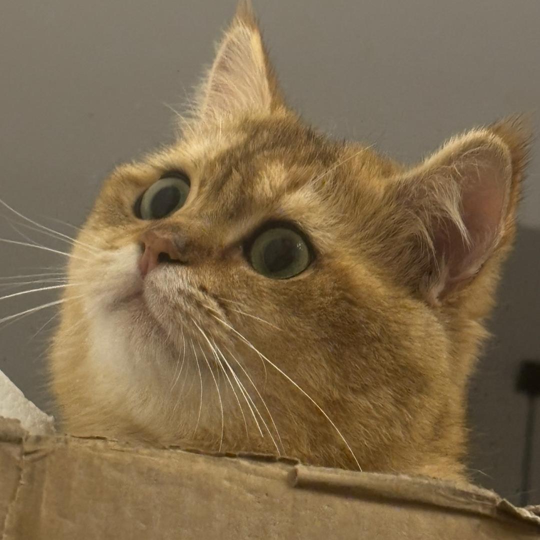 二饼🐈