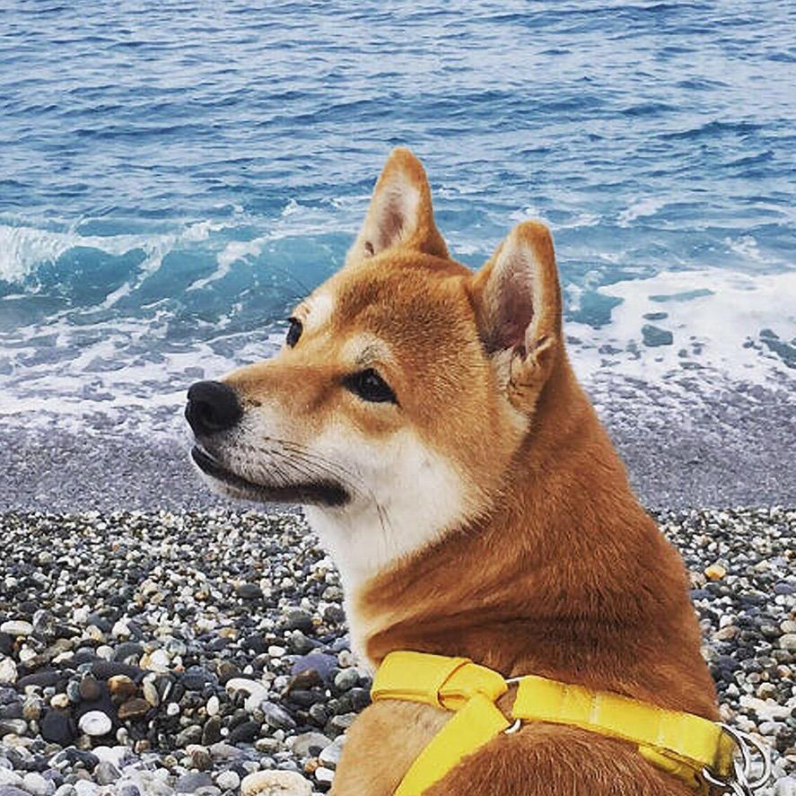 沐沐卉
