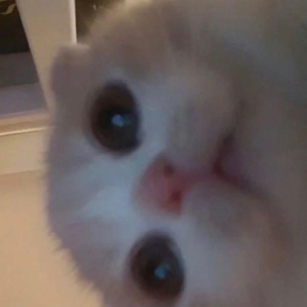 麦乐蒂