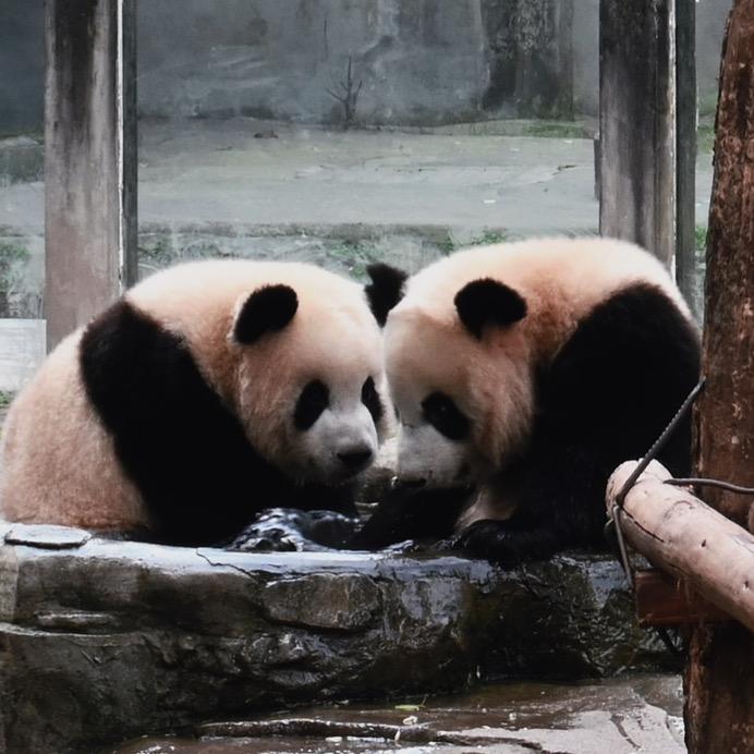 熊猫旺财