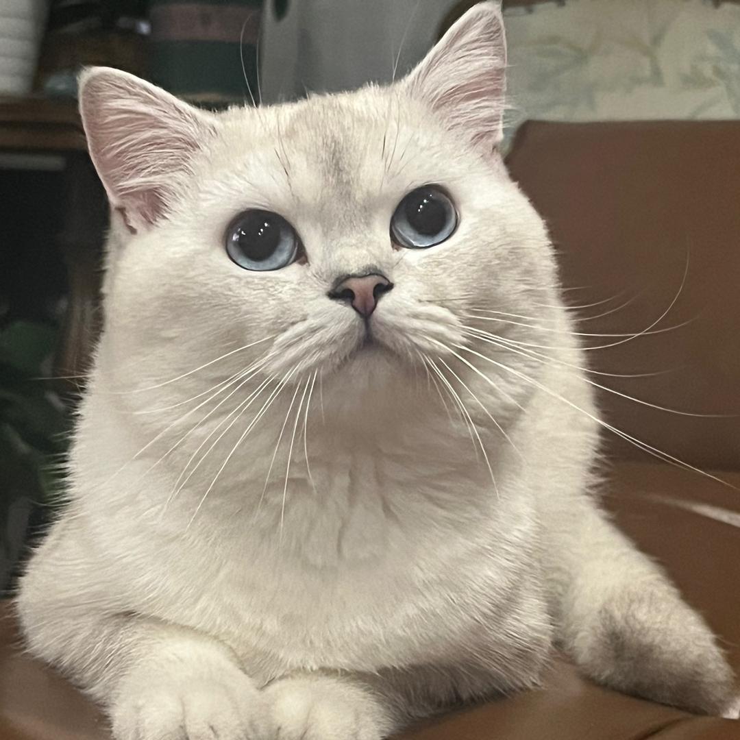 点点是我猫