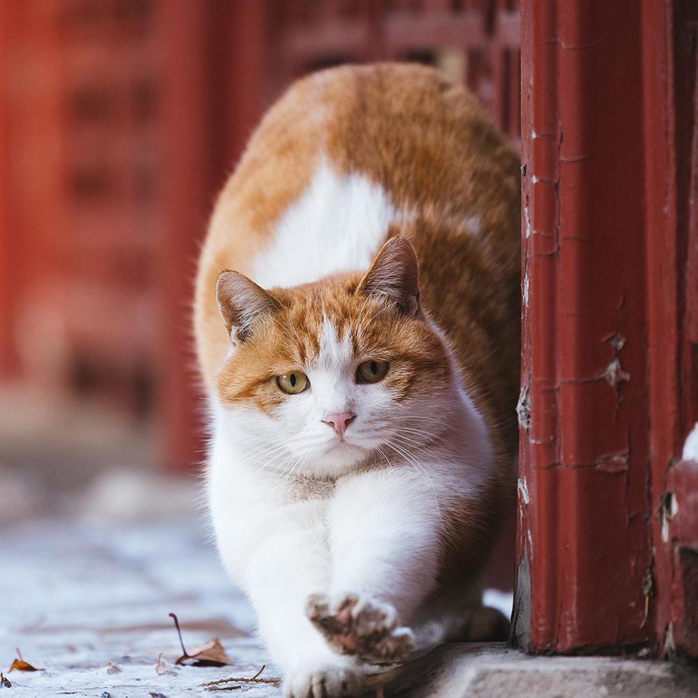 哈哥秘书👩‍💼