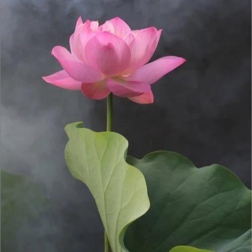 清风砺能