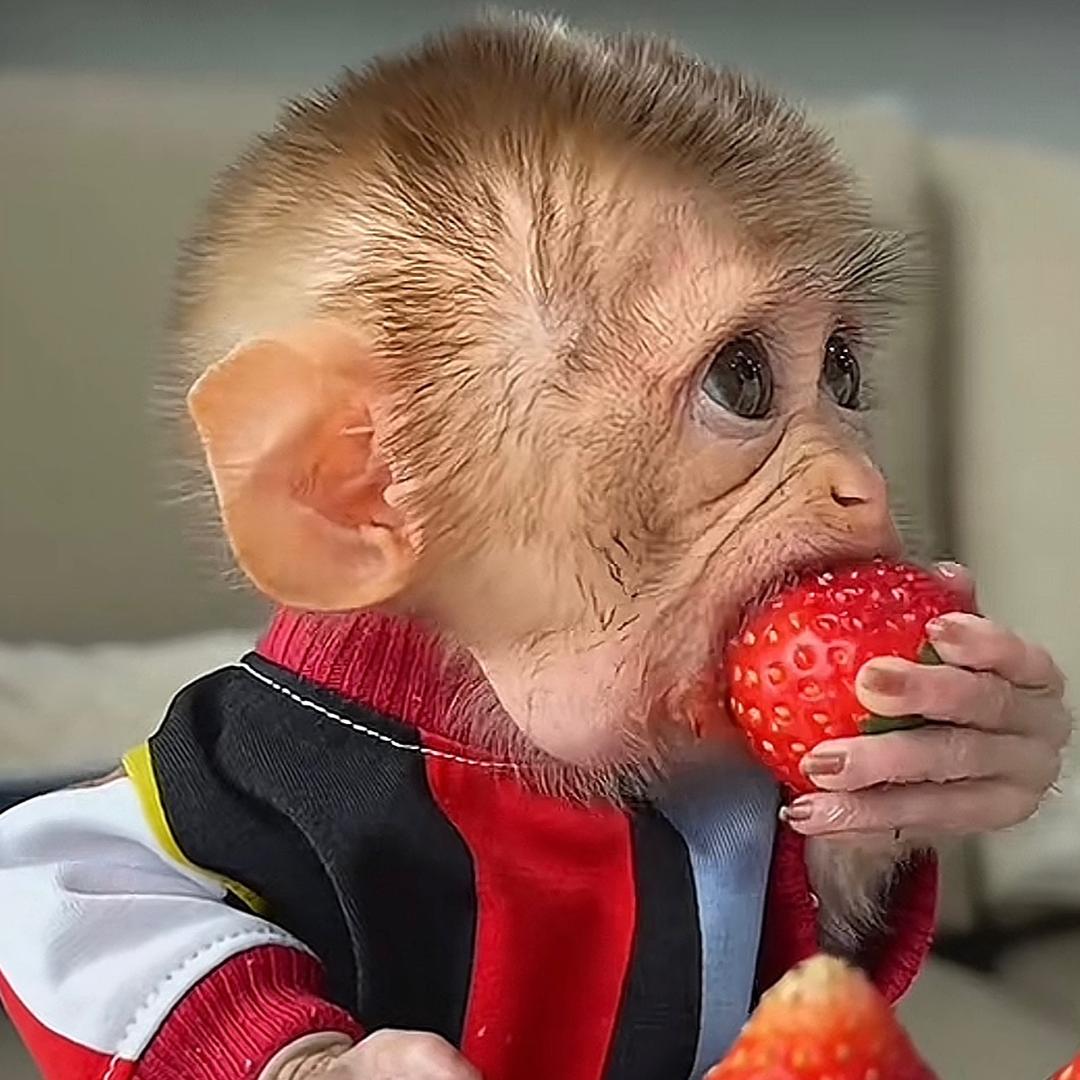 草莓🍓喽🐒