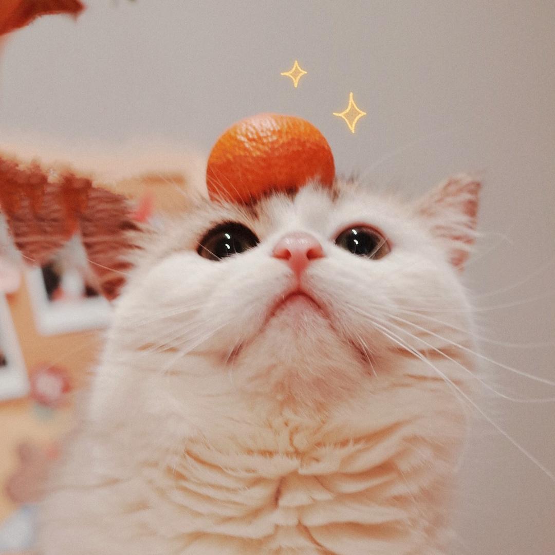 今天小黄超可爱