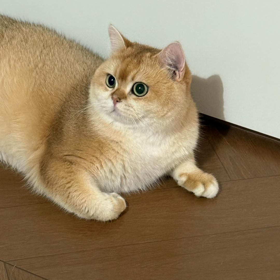 我是金角大王
