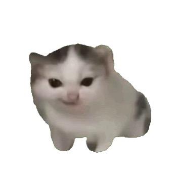 劲爽小猫