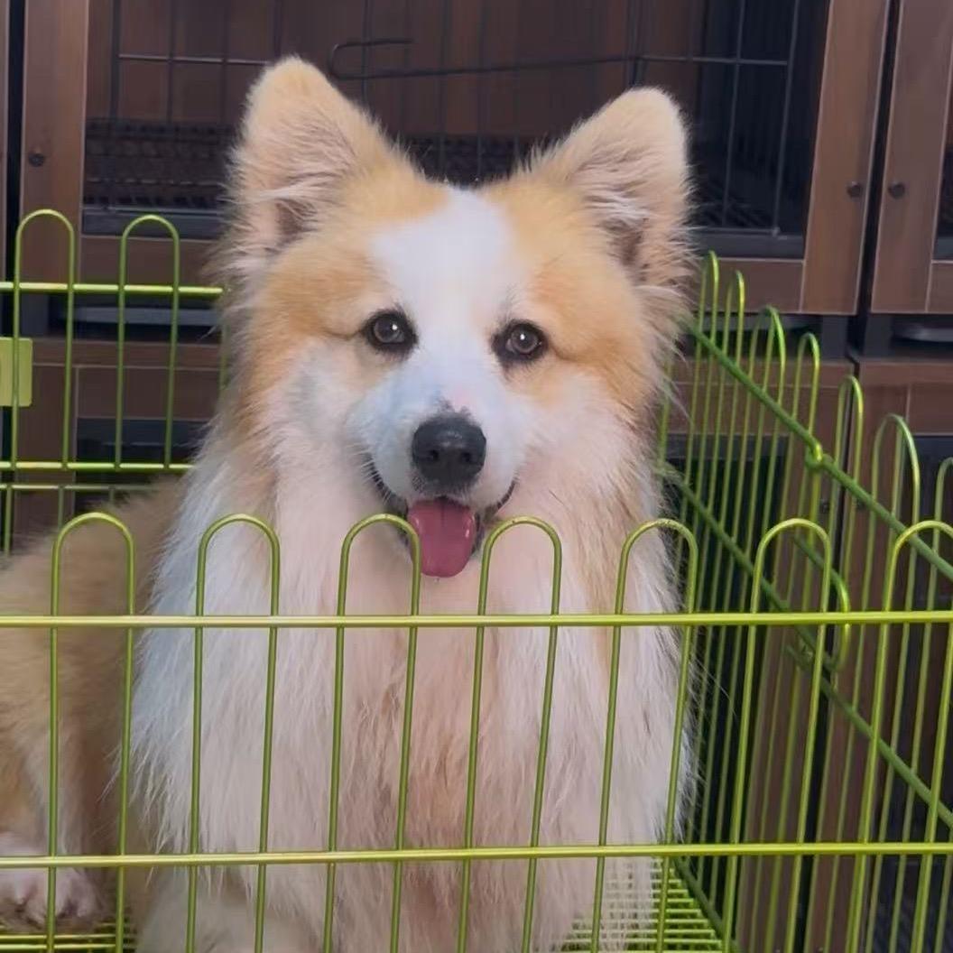 柯萌犬舍（柯基繁殖）