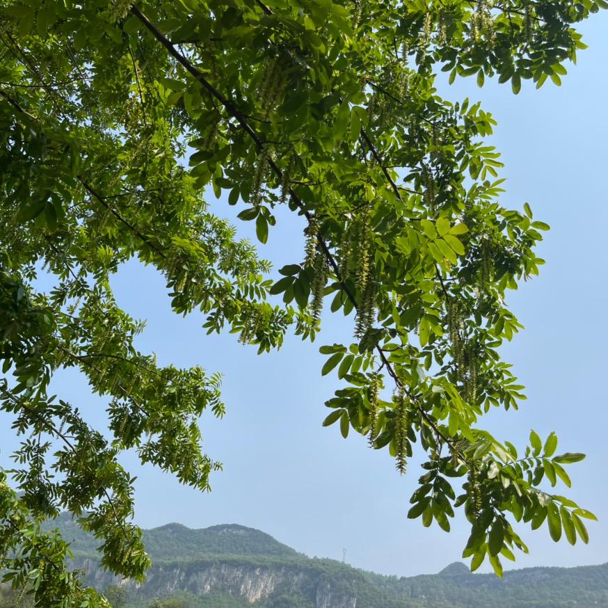 阿弥陀飞轮海7075