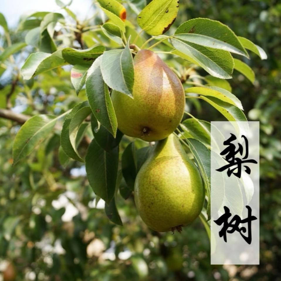 安徽砀山酥梨