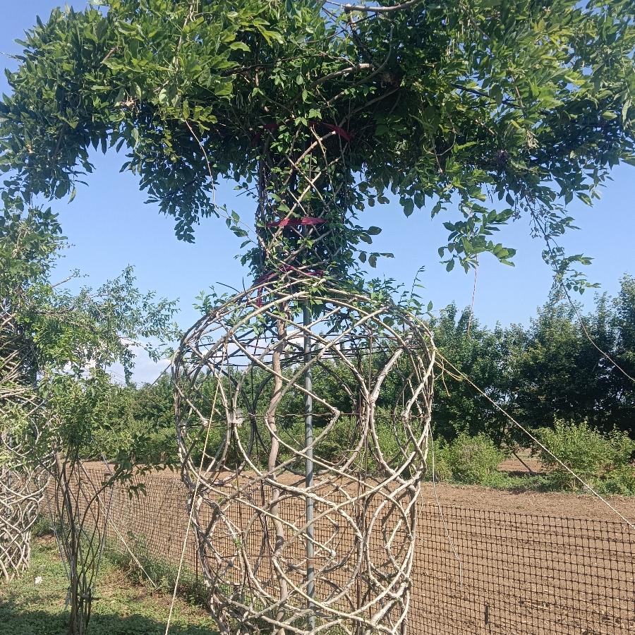 天津市蓟州区造型树