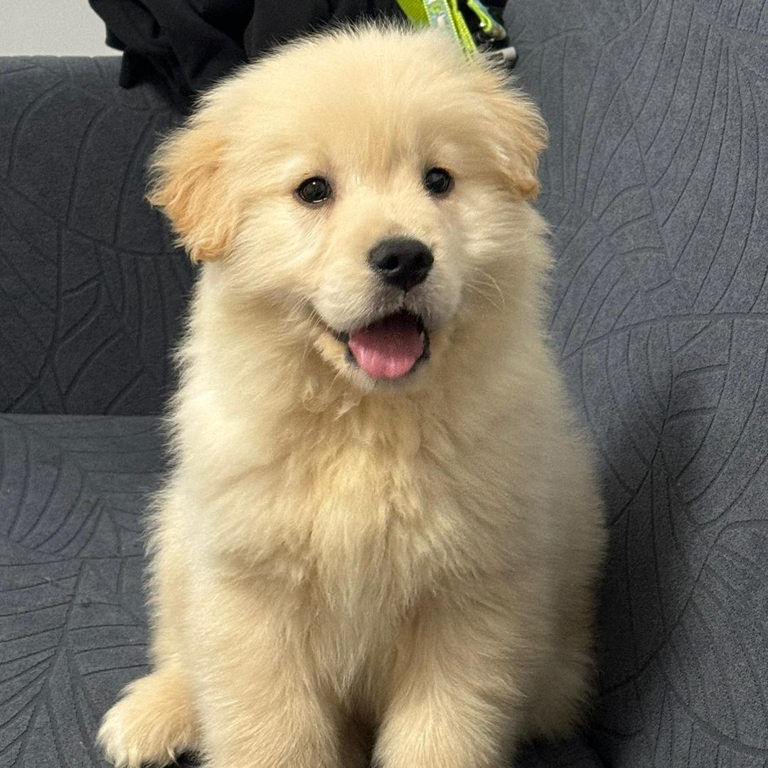 小狗扁扁