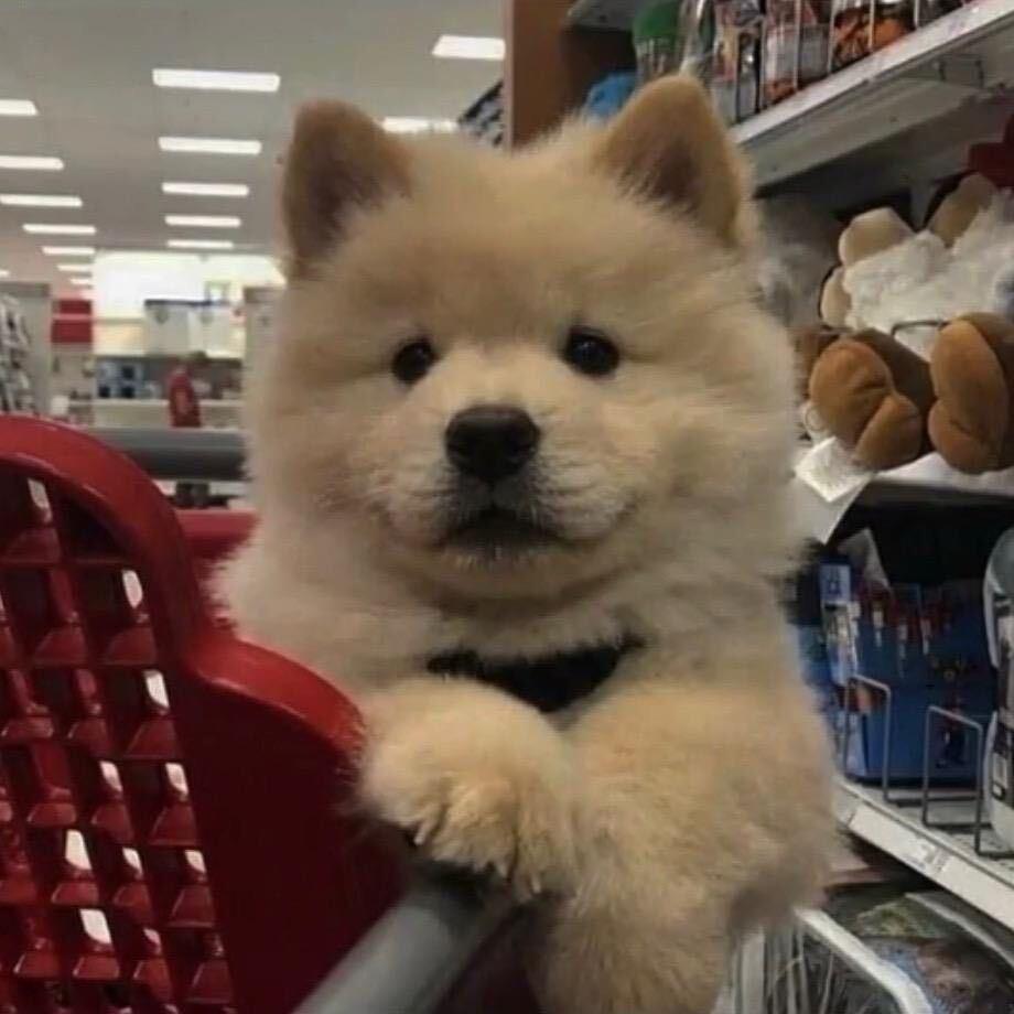 佳悦（三角洲行动）