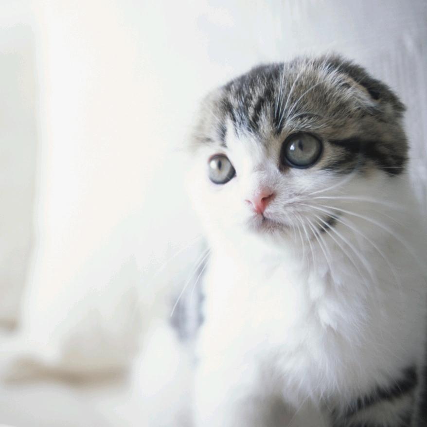谢秋笙
