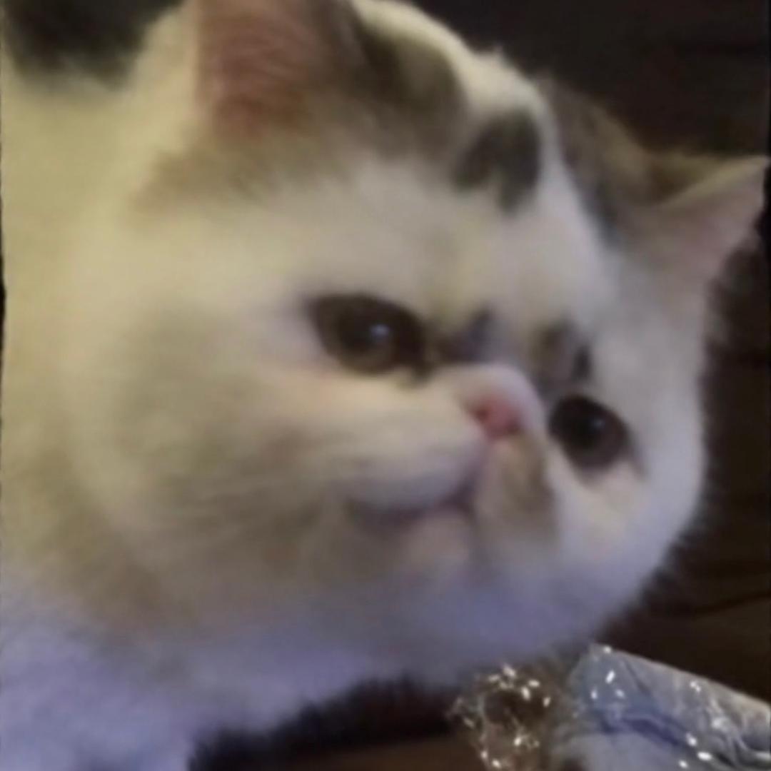 Meownails
