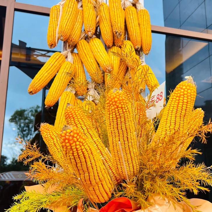 八零小伙说苞谷