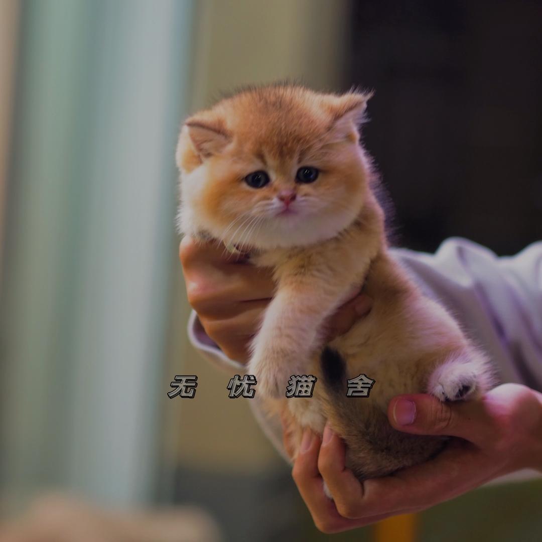无忧猫舍（直播号）