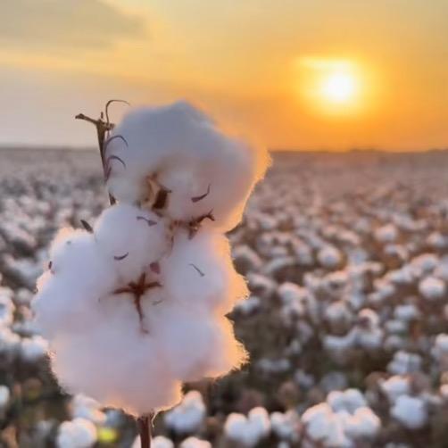 棉花高产技术分享