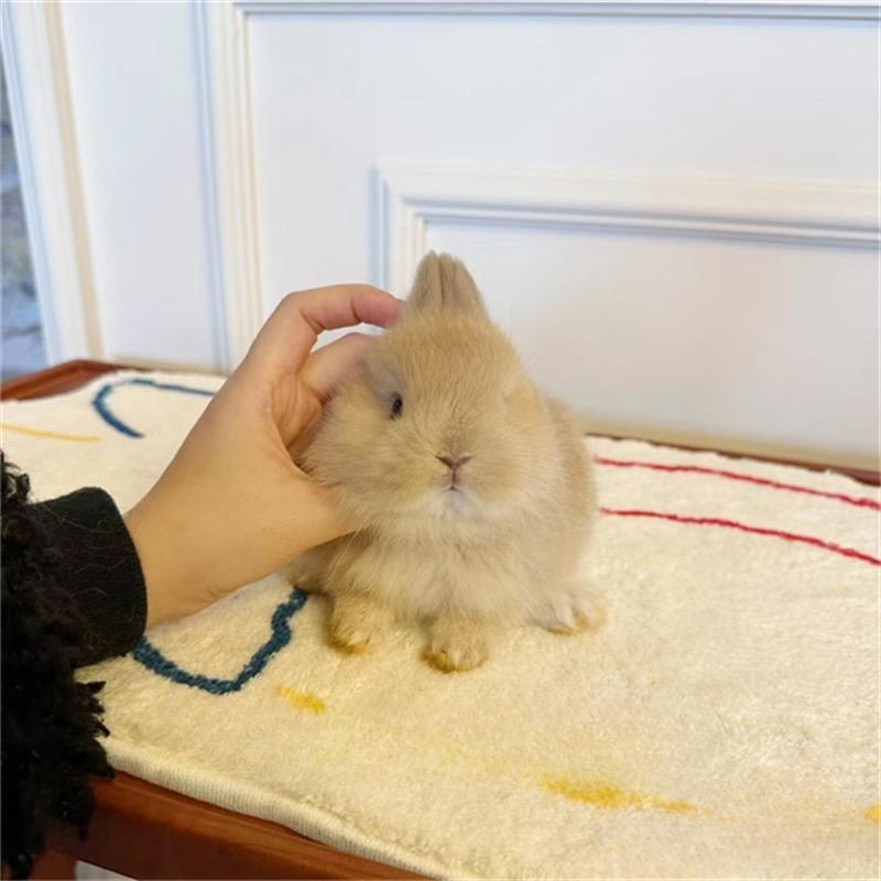 Cute Rabbit萌宠生活馆