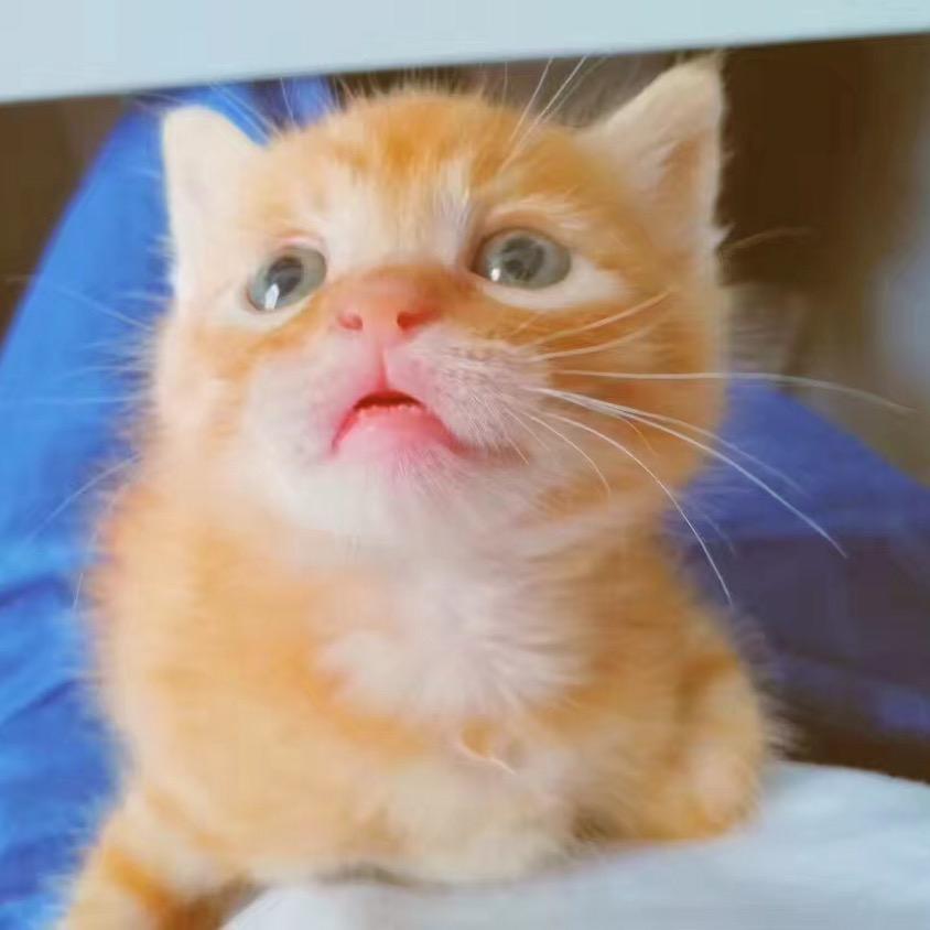 Neko妈咪