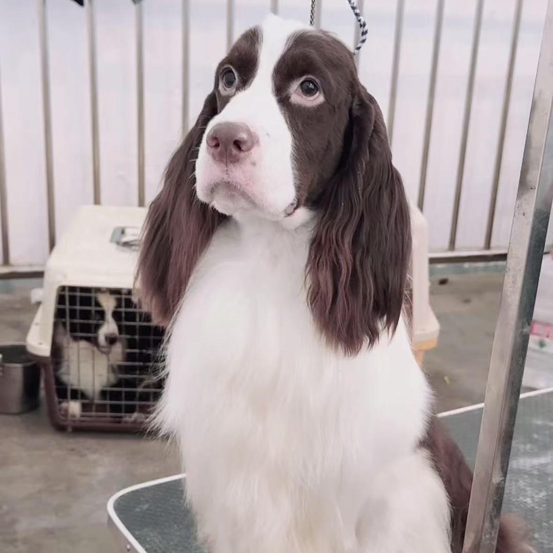 纯展示型史宾格 辉