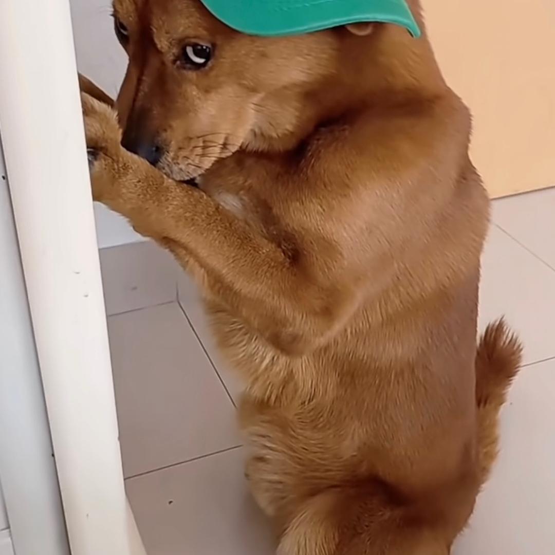 二狗美食分享