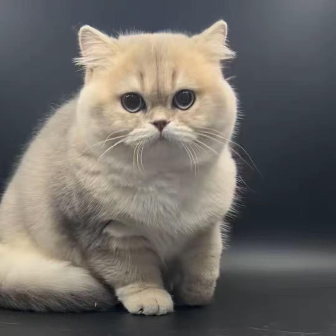 舒克猫屋😻二店