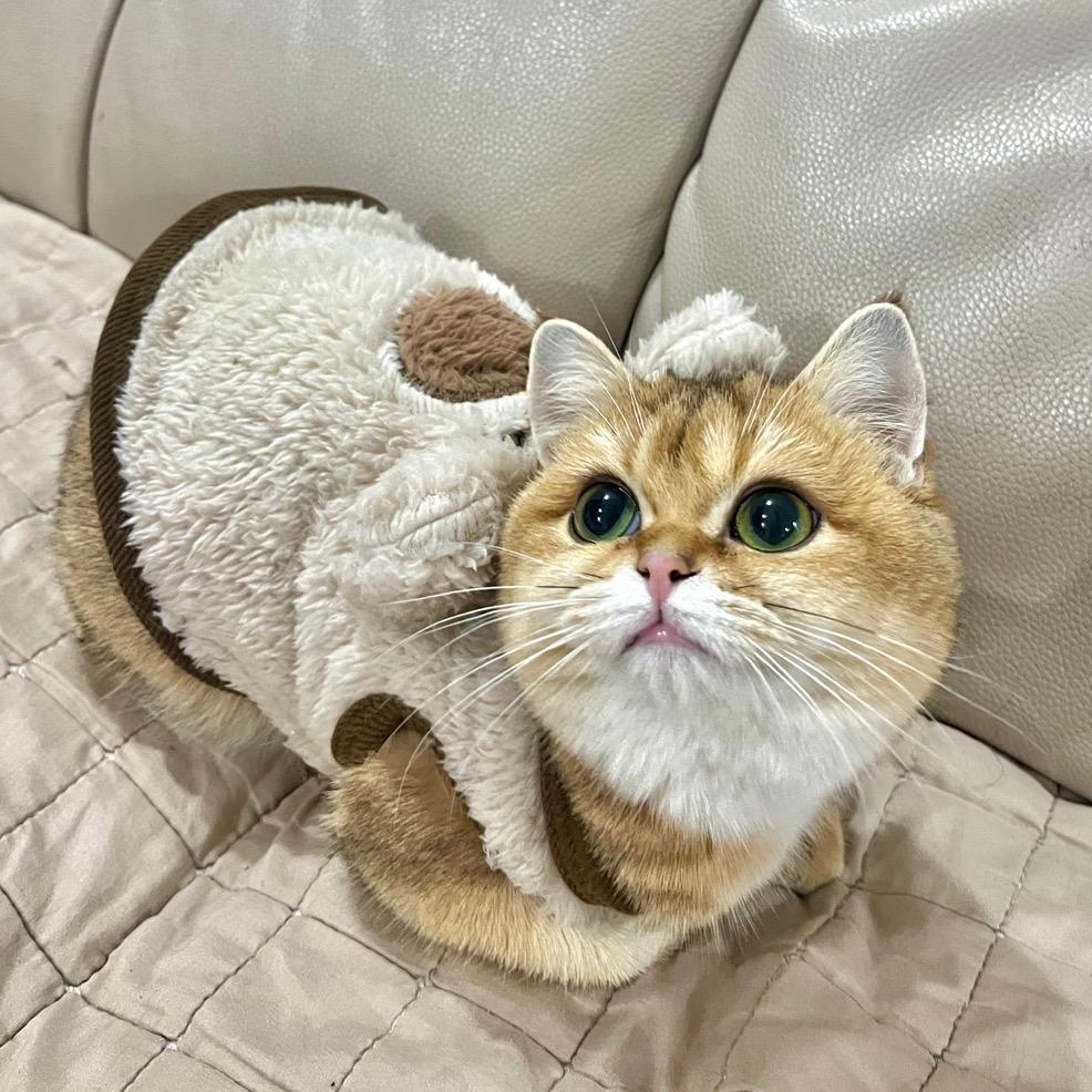 咪咪大王