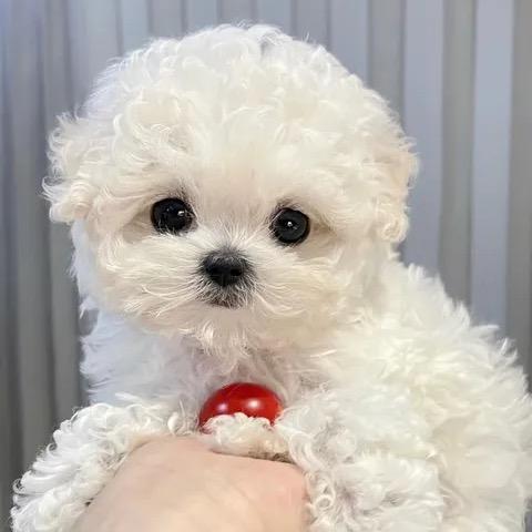 大漂亮宠物
