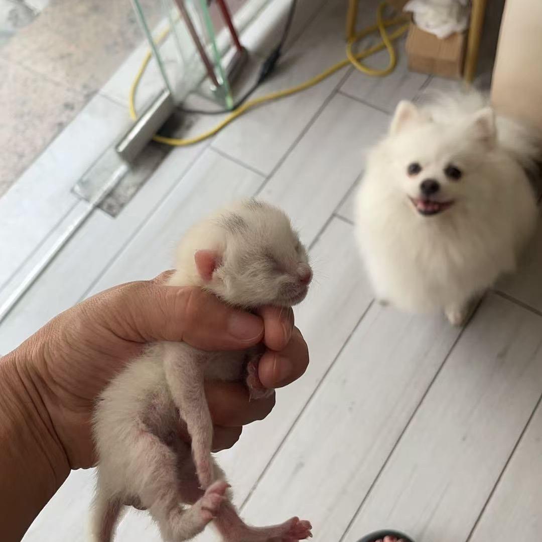 狗妈猫宝