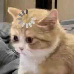 斯嘉丽的波斯猫