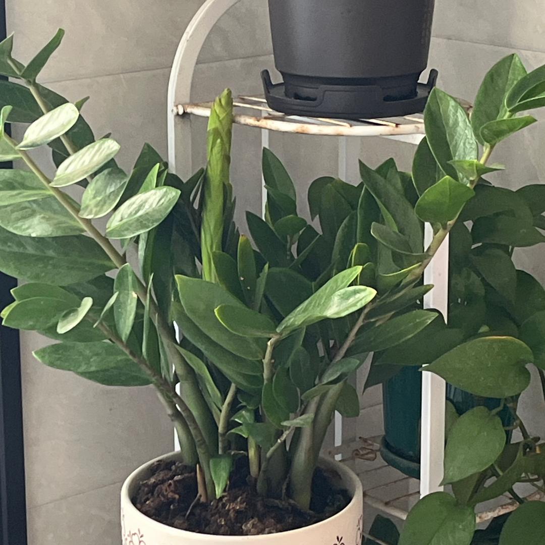 伟茂