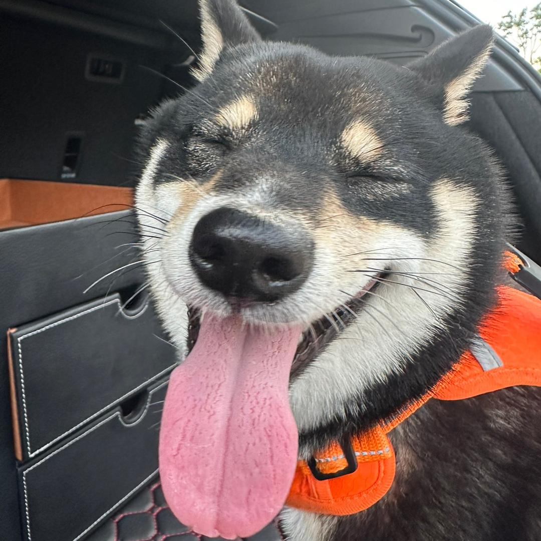 柴犬黑桃仔
