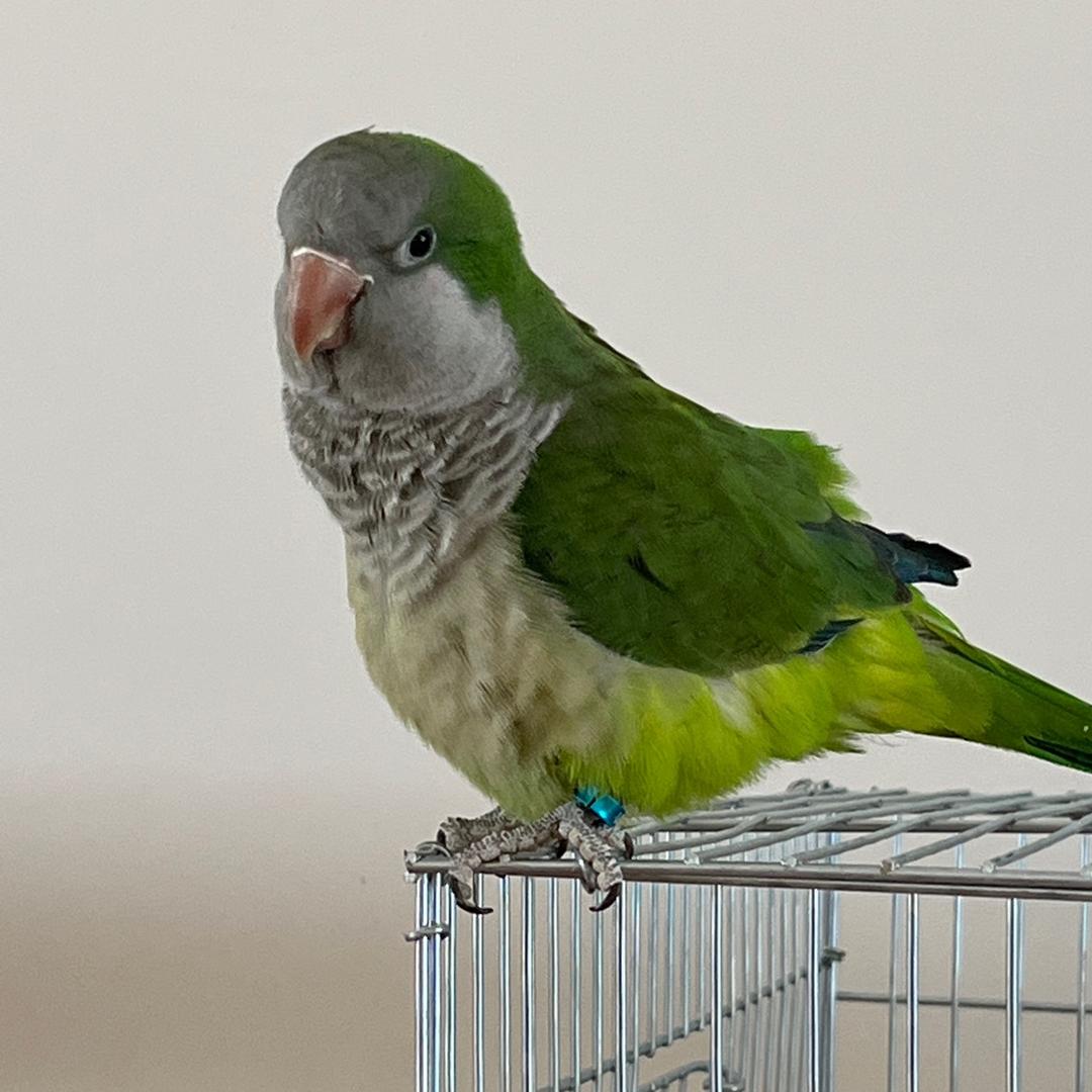 尤生鹦鹉