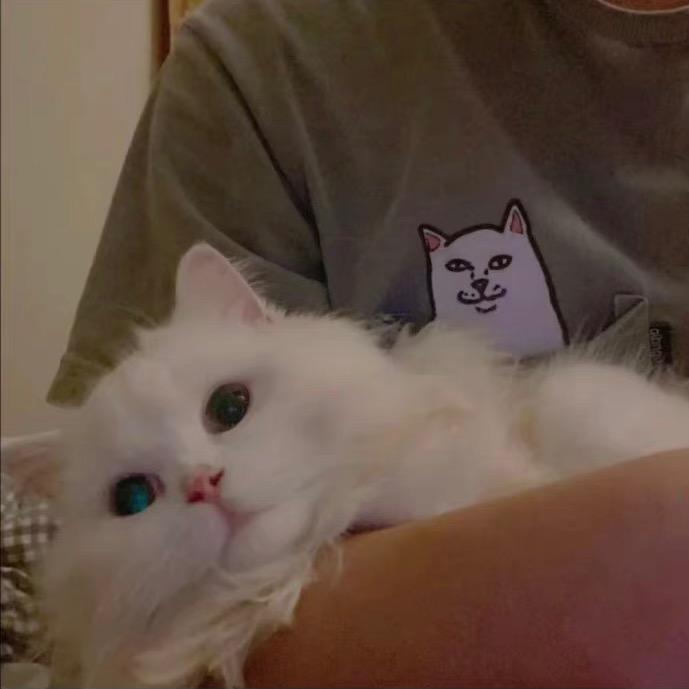 啊荣的猫