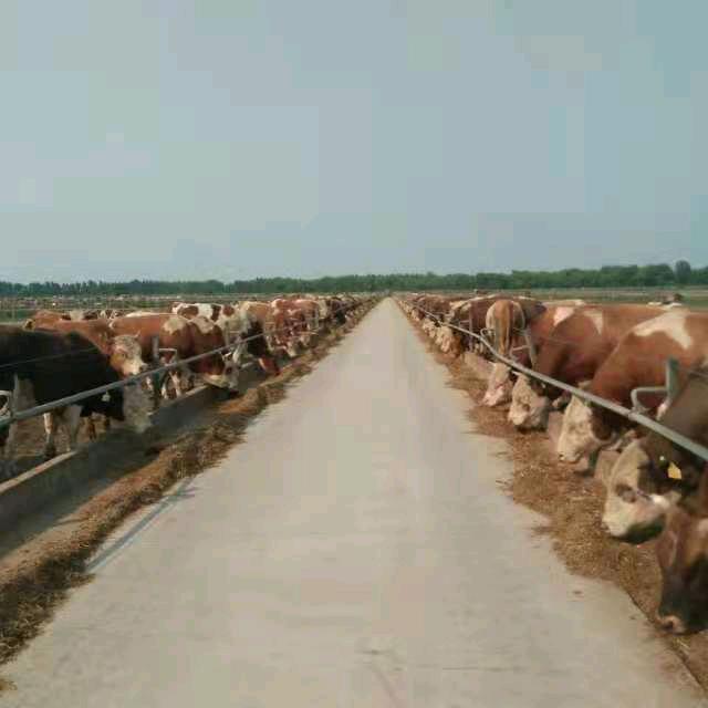 通辽市成峰牛市小奇哥3333499245