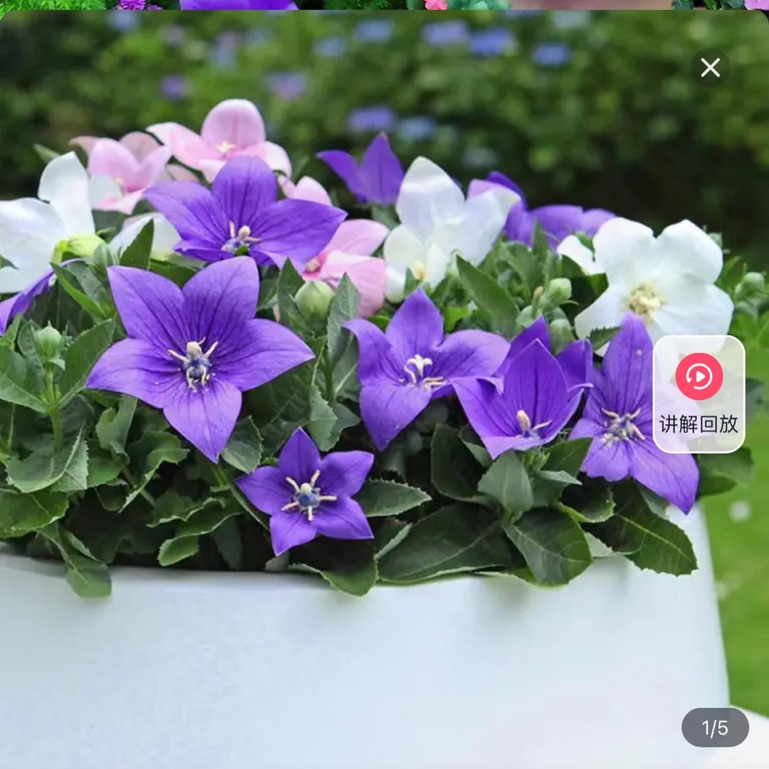 繁星游花卉园艺