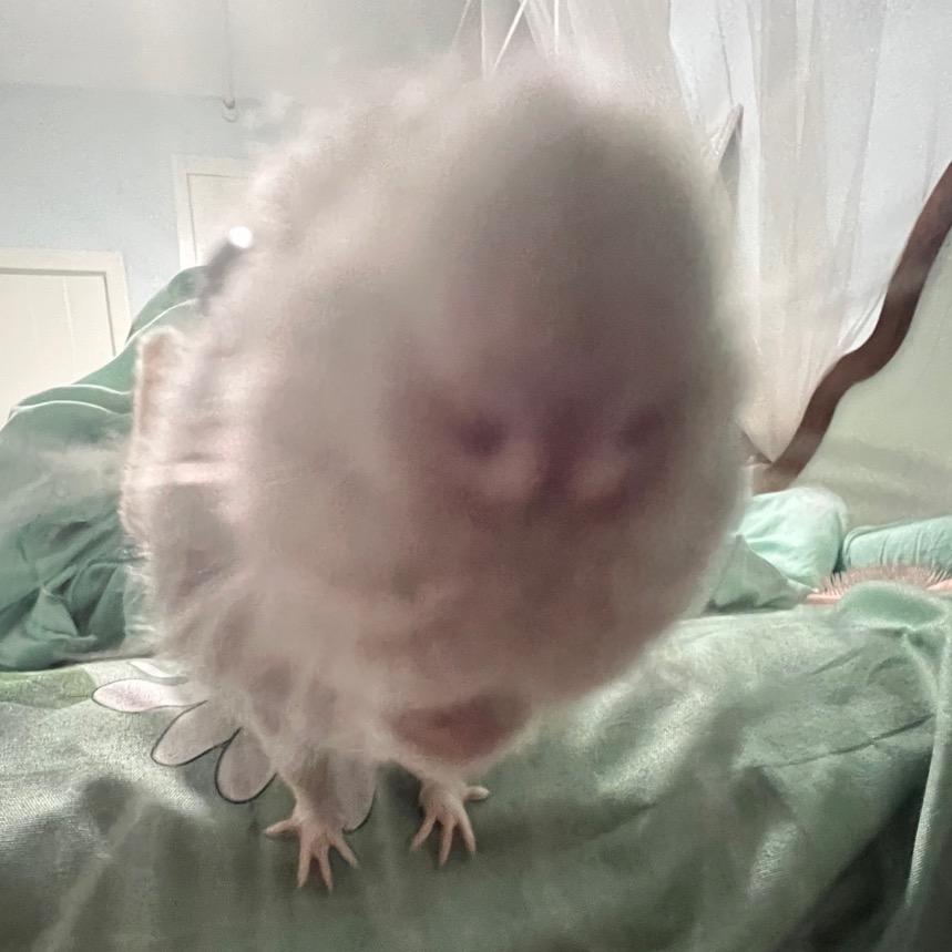 𝑯𝑨𝑷𝑷𝒀🍘𝑮𝑨𝑶