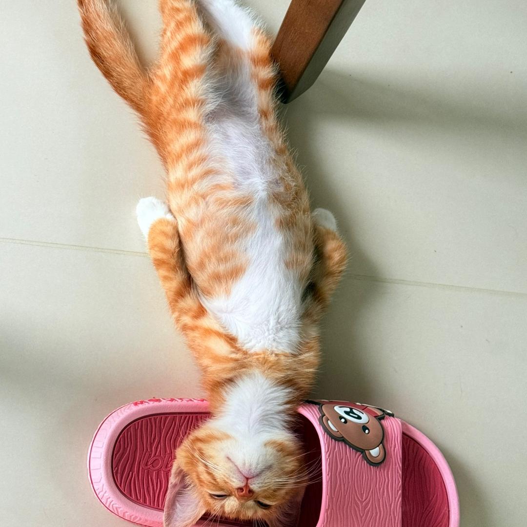 一条长长的橘喵🐱
