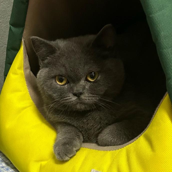 小猫桥洞