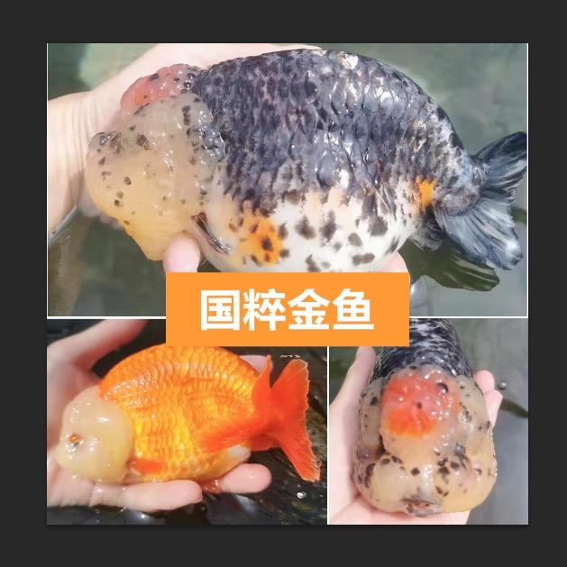 福州兰寿鱼乐圈